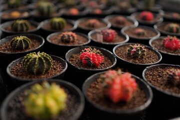 cactus in garden