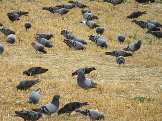 pigeons feathers food hunting natural animal urban beak