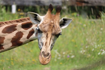 beautiful high giraffe spots wild long neck fast horns