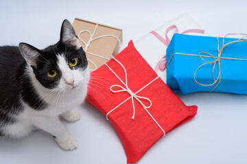 Kot otoczony prezentami, patrzy prosto w obiektyw - obrazy, fototapety, plakaty