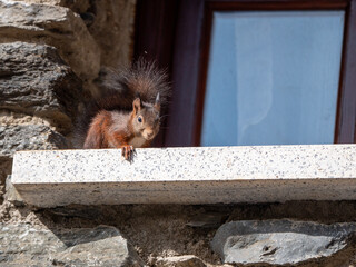 Squirrel on the wall of a rural house in the Pyrenees