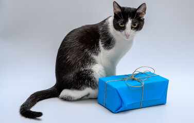 Kot domowy siedzi obok paczki z kokardką z prezentem
