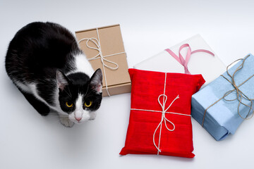 Kot domowy obok zapakowanych prezentów świątecznych  - obrazy, fototapety, plakaty