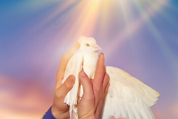 hands holding a white pigeon into nature on sunset background, hope and freedom concept