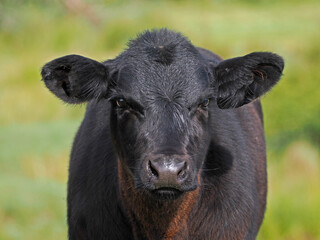 Stier auf einer Wiese auf Borkum