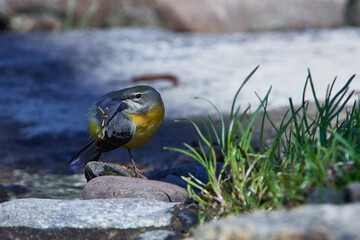 Gebirgsstelze im Frühjahr an der Spree in der Oberlausitz	