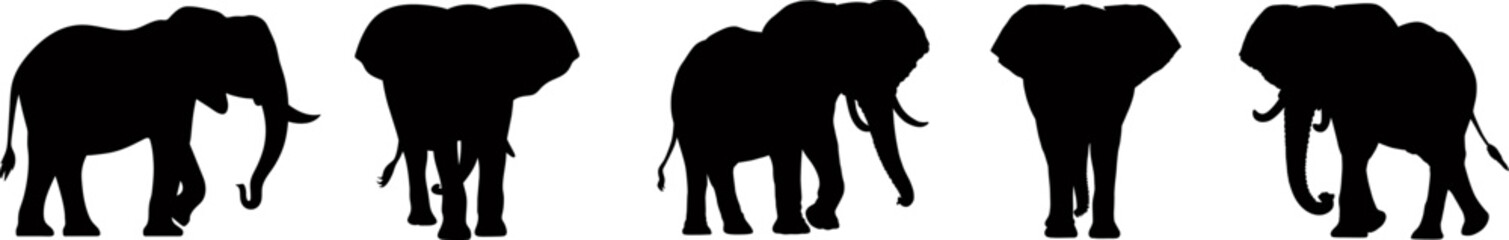 Set of elephant silhouettes in different poses of african elephant or jungle elephant and asian elephant with big ears - vector illustration.