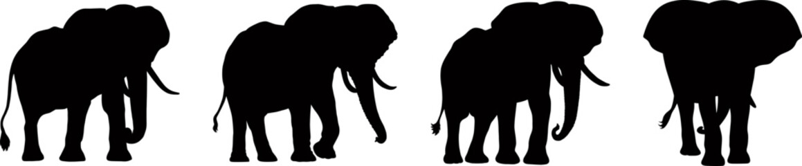 Set of elephant silhouettes in different poses of african elephant or jungle elephant and asian elephant with big ears - vector illustration. - obrazy, fototapety, plakaty
