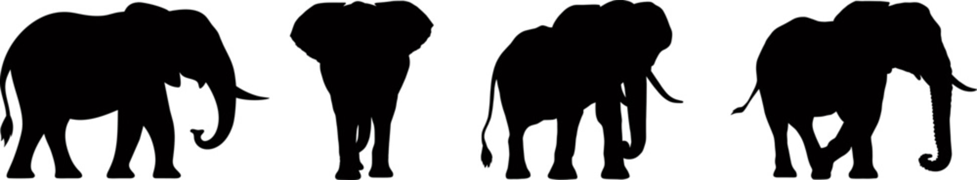 Set of elephant silhouettes in different poses of african elephant or jungle elephant and asian elephant with big ears - vector illustration.