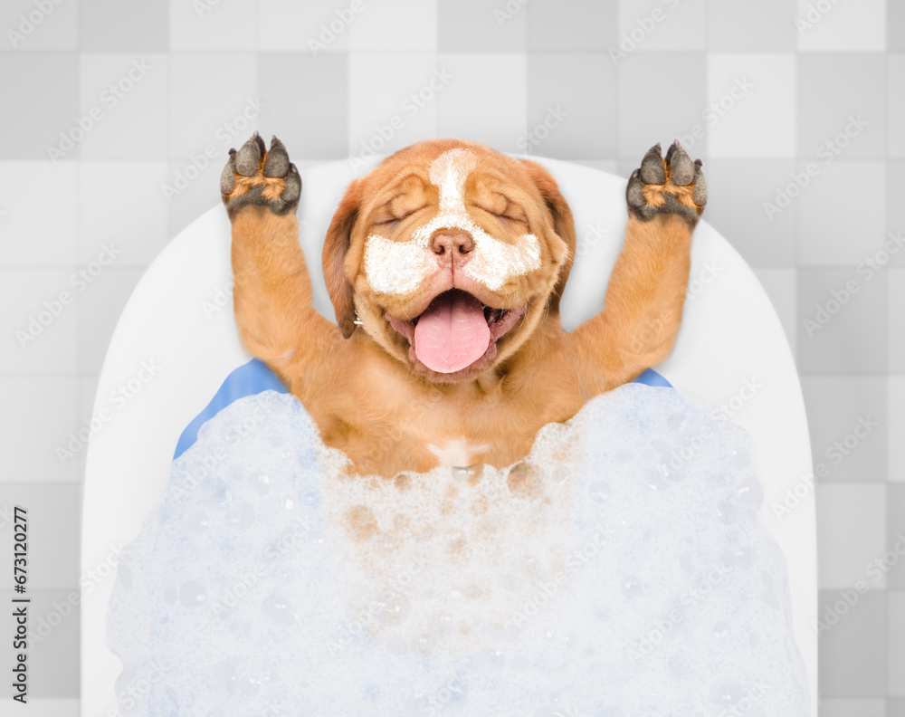 Poster happy mastiff puppy with shower cap and with cream on it face takes the bath at home. top down view