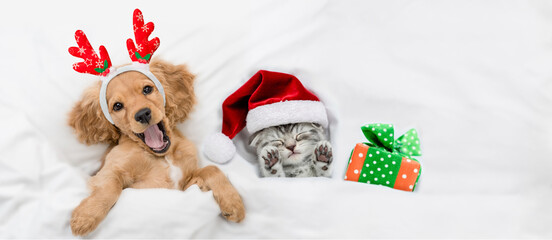 Happy English Cocker spaniel puppy dressed like santa claus reindeer  Rudolf lying with cozy kitten and gift box  under white blanket at home. Top down view. Empty space for text - obrazy, fototapety, plakaty