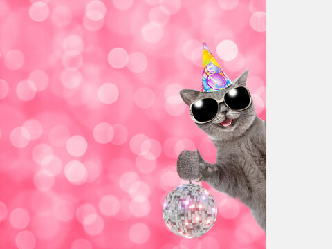 Smiling cat wearing party cap looks from behind empty white banner and shows disco ball. Festive background. Empty space for text