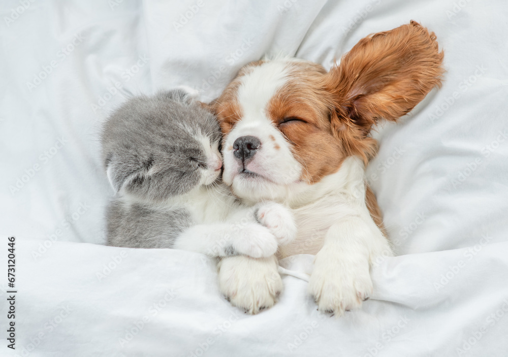 Aufkleber cavalier king charles spaniel and tiny kitten sleep together under white warm blanket on a bed at ho