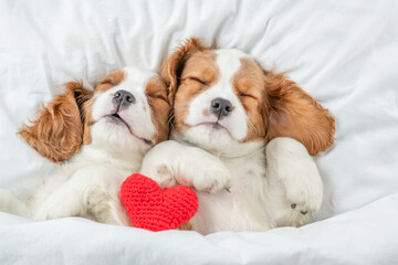 Two cute Cavalier King Charles Spaniel puppies sleep together with red heart on a bed at home. Top down view
