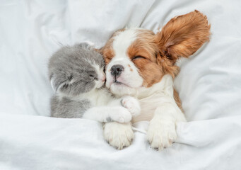 Cavalier King Charles Spaniel and tiny kitten sleep together under white warm blanket on a bed at home. Top down view - obrazy, fototapety, plakaty