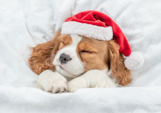 Cozy Cavalier King Charles Spaniel puppy wearing red santa hat sleeps under white blanket  on a bed at home. Top down view