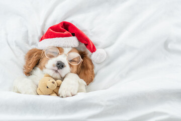 Cozy Cavalier King Charles Spaniel puppy wearing eyeglasses and red santa hat sleeps and hugs toy bear under white blanket at home. Top down view. Empty space for text