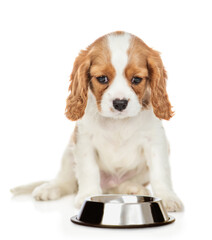 Cavalier King Charles Spaniel puppy sits with empty bowl. isolated on white background