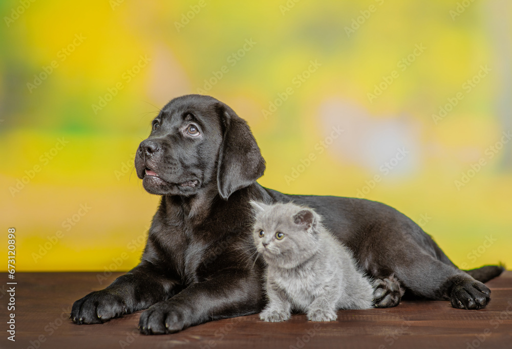 Poster Black labrador puppy lying with tiny kitten at summer park. Pets look away and up on empty space