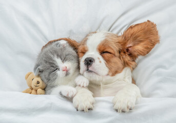 Cavalier King Charles Spaniel puppy and tiny kitten sleep together with toy bear under white warm...