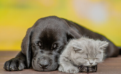 Sleepy Black labrador puppy hugs tiny kitten at summer park. Pets sleep together