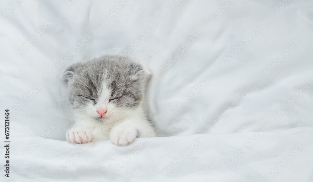 Aufkleber Cozy tiny kitten sleeps under blanket on a bed at home. Top down view. Empty space for text