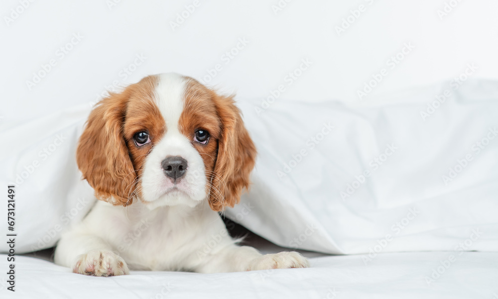 Poster cute cavalier king charles spaniel lying under white blanket on a bed at home. empty space for text
