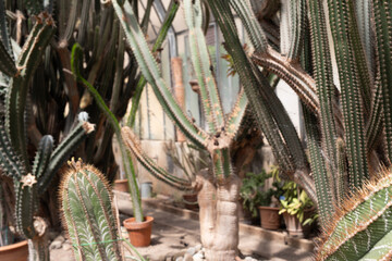 Selected focused on a group of small and colourful cactus planted