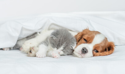 Friendly Cavalier King Charles Spaniel sleeps and hugs tiny kitten on the bed at home