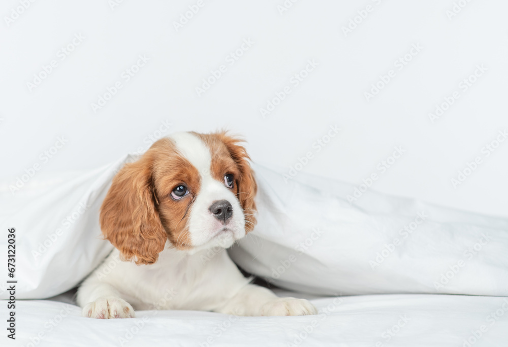 Poster cavalier king charles spaniel lying under white blanket on a bed at home and looks away and up. empt