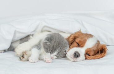 Friendly Cavalier King Charles Spaniel hugs tiny kitten on the bed at home