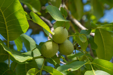 Echte Walnuss (Juglans regia)mit unreifen Früchten