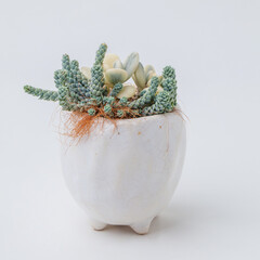 Rare succulent houseplant Cotyledon orbiculata variegated and sedum dasyphyllum major in white handmade ceramic pot on white background