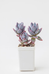 Pachyveria Powder Puff succulent houseplant in white pot. Colorful blue color flower rosette bouquet arrangement. Blossom home decor design