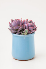 Natural Succulent Echeveria Monroe houseplant in blue ceramic pot on white background