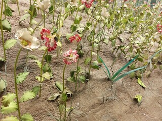 Golden Triangle Thailand