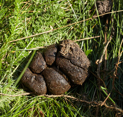 Horse excrement, which becomes fertilizer on the field.