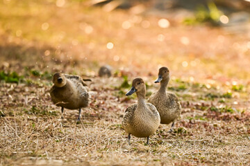 夕方の湖岸で歩くカモ