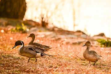 夕方の湖岸で歩く仲良しの水鳥のカモ