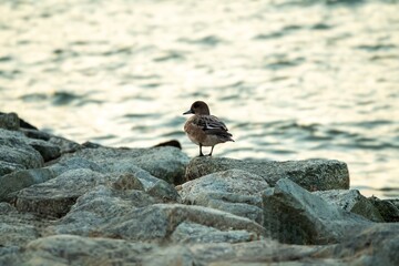 岸辺で海を眺める水鳥