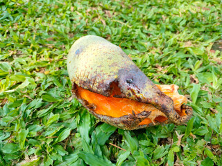 Closeup rotten mangoes fall from the tree after being eaten by the bats