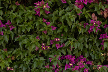 Small green leaves texture background with beautiful pattern. Clean environment.