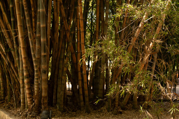  Dense Bamboo Jungle