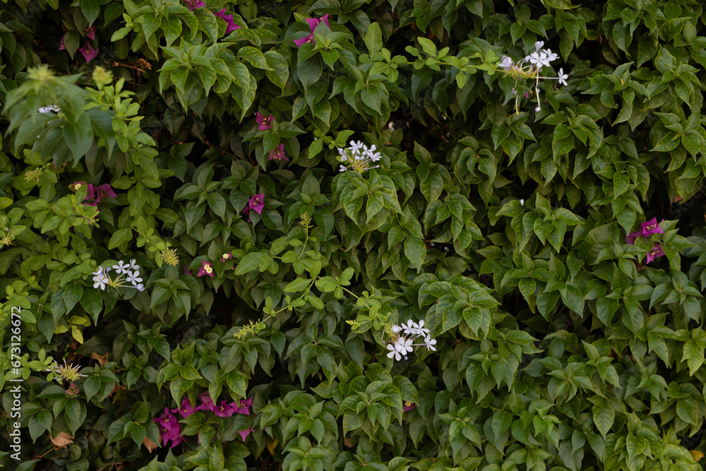 Poster small green leaves texture background with beautiful pattern. clean environment.