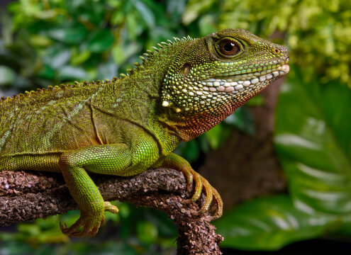 Gr&uuml;ne Wasseragame // Green water dragon (Physignathus cocincinus)