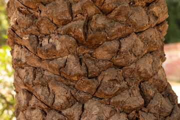 palm tree closeup wood bark.