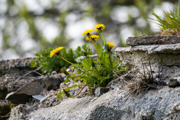 Gewöhnlicher Löwenzahn (Taraxacum sect. Ruderalia) am Wegesrand © Karin Jähne