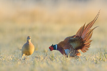 Early morning walk in the meadow, Common Pheasant