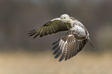 Flying raptor over the meadow, Common Buzzard