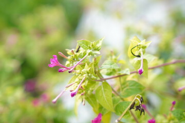 close up of a flower